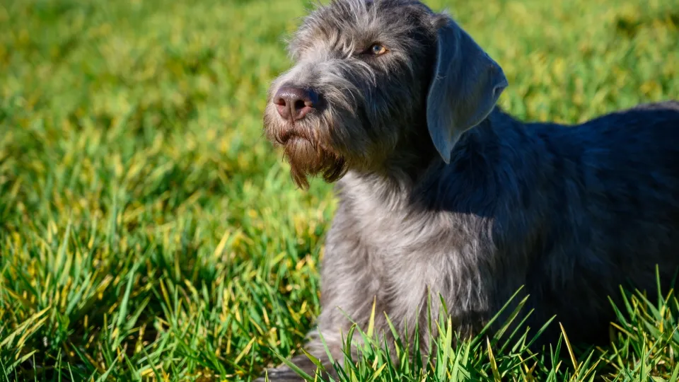 Slovakian Rough Haired Pointer